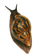Achatina achatina Ghana F1, odchov V�ry Babincov�